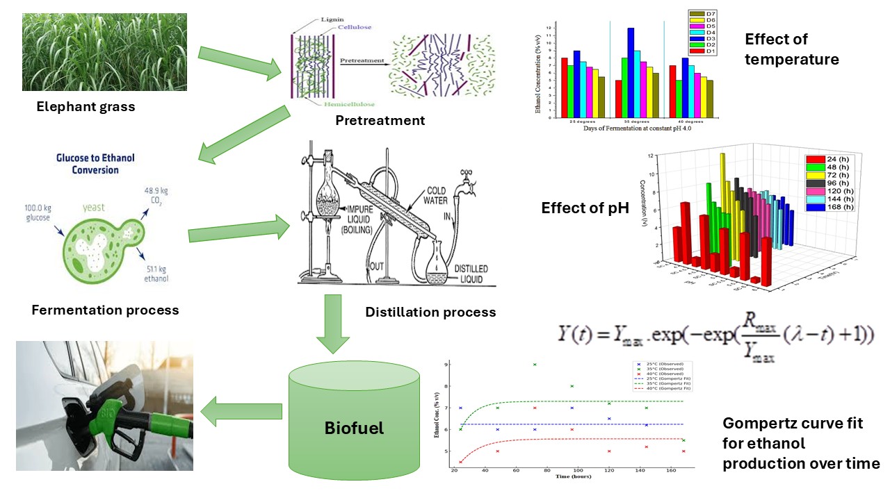 Optimizing Bioethanol Production from Elephant grass (Pennisetum purpureum) Using Lime-Buffered Fermentation and Gompertz Kinetic Modeling